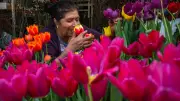 3 flores tóxicas y caras que no debes regalar a mamá este 10 de mayo
