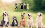 5 sentimientos que los perros detectan en humanos y no sabías