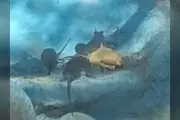 Aceptan plaga de roedores en zoológico de Chilpancingo