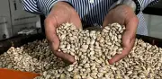 Agricultura reporta inversión histórica en acopio de frijol en Zacatecas