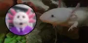 AjoloSimi: Botarga del Doctor Simi con cabeza de ajolote se vuelve viral
