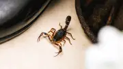 Alacranes en calor: cómo alejarlos y prevenir picaduras