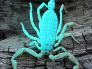 Alacranes en Jalisco: autoridades piden precaución por calor