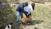 Alerta en Jalisco por 12 casos de gusano barrenador en mascotas