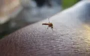 Aromatizante casero: repelente natural de mosquitos para el calor