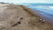 Arribazón de sargazo tiñe de café playas de Coatzacoalcos