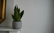 Beneficios espirituales de la lengua de suegra en el hogar