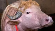 Búfalo albino 'Donald Trump' causa furor en Bangladesh