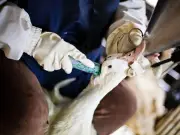 Brasil prohíbe producción y venta de foie gras; histórico para América Latina