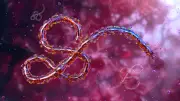 Brote de ébola: emergencia internacional, ¿puede convertirse en pandemia?