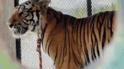 Cachorro de tigre de Bengala captado en calles de Zapopan, Jalisco