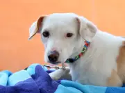 Campaña Dueño Responsable en Tlajomulco: vacunas y esterilización a bajo costo