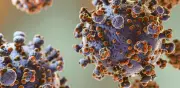 Cancelan vuelo para evacuar a médico con hantavirus en Canarias