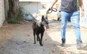 Capitán, perro rescatado de maltrato en Tlaquepaque recibe atención especializada