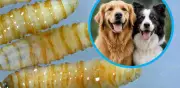 CDMX, estado 25 con gusano barrenador; perros, los más afectados tras bovinos