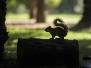 Cierran Viveros de Coyoacán por lluvias y riesgo de deslaves