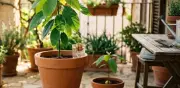 Cómo cultivar aguacate en maceta: guía completa para un árbol sano