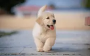 Cómo detectar ansiedad en tu perro y qué hacer al respecto