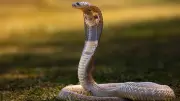 Cobra real emerge de inodoro en hotel de Filipinas y causa pánico