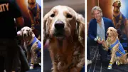 Creador de Air Bud Returns: IA no supera autenticidad de perros actores