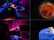 Crean huevo artificial que incuba embriones sin cáscara biológica