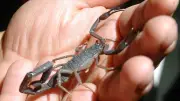 Cuidado con alacranes en casa: tips para evitar su presencia en calor