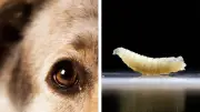 Detectan gusano barrenador en perro en CDMX; activan protocolo sanitario