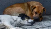 Detienen a agresor del perro 'Toto' en Navojoa, Sonora