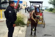 Detienen a carretonero por maltratar a caballo en NL