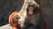 Detienen a dos estadounidenses por entrar disfrazados al santuario del mono 'Punch' en Japón