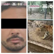 Detienen a líder del Cártel del Noroeste; decomisan armas y siete tigres