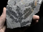Duplicación genómica ayudó a plantas a sobrevivir extinciones masivas