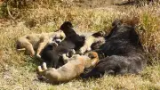 Edomex endurece castigos por maltrato animal: multas hasta 35 mil pesos