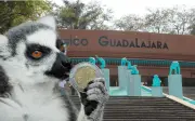 Entradas a 1 peso en Zoológico Guadalajara: ¿hasta cuándo?