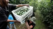 Exportaciones agropecuarias a UE son solo el 1.1% en primer trimestre de 2026