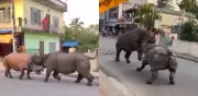 Feroz pelea de rinocerontes sorprende a turistas en Nepal