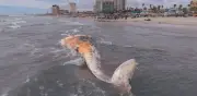 Hallan ballena muerta en playas de Rosarito; causa sorpresa
