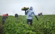 Herramienta climática ayuda a agricultores del Corredor Seco centroamericano