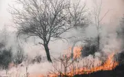 Incendios forestales arrasan 24 mil hectáreas en Oaxaca en 2026