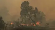 Incendios forestales en México aumentan 186.36% en dos semanas
