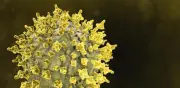 Israel confirma primer caso de hantavirus con cepa europea