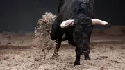 Jinete muere pisoteado por toro en rodeo en Brasil