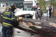 Lluvias derriban árboles en CDMX y causan inundaciones en Edomex