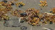 Mal tiempo trae sargazo y chapopote a playas de Coatzacoalcos, Veracruz
