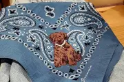 Marca de moda dedica colección a su perrito