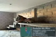 Marina asegura tigres y autos en inmueble en Otumba, Edomex