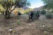 Marina erradica 9 plantíos de mariguana en Baja California