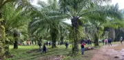 Masacre en finca de palma en Honduras deja 14 muertos