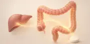 Metformina: su verdadero efecto sería en el intestino, no en el hígado