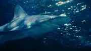 Muere hombre en Australia por ataque de tiburón blanco durante pesca submarina